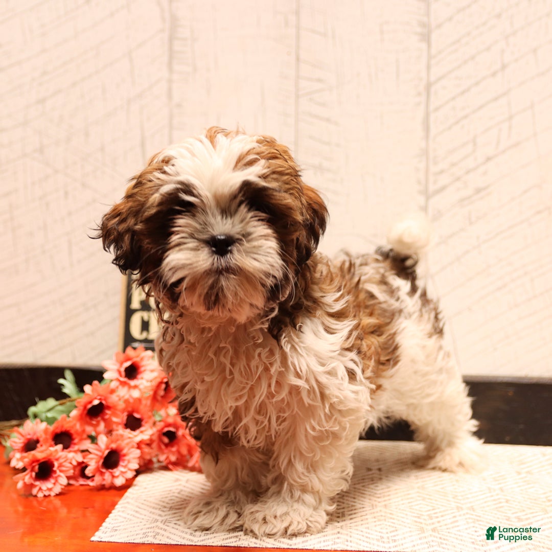 Shih Tzu dogs for sale: Amy - Image 1