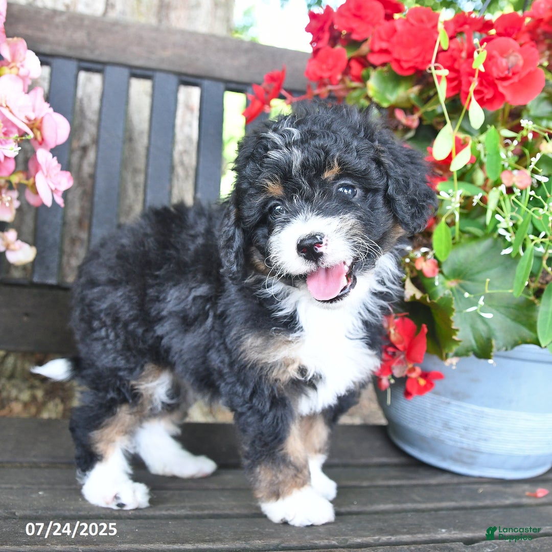 Mini Aussiedoodle dogs for sale: Abby - Image 4