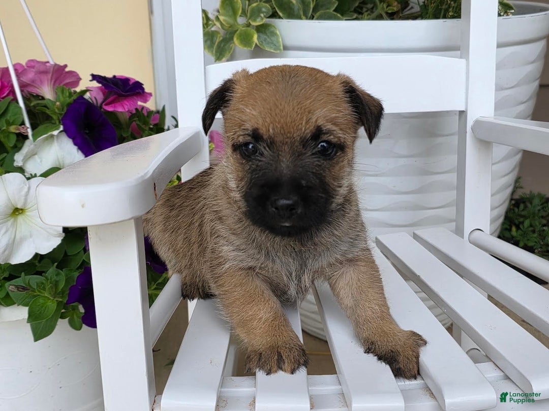 Cairn Terrier dogs for sale: Carol - Image 7