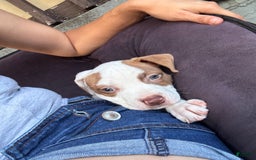 American Bully dogs for sale: Princess - Image 1