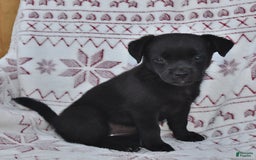 Welsh Corgi Pembroke dogs for sale: Minnie - Image 2