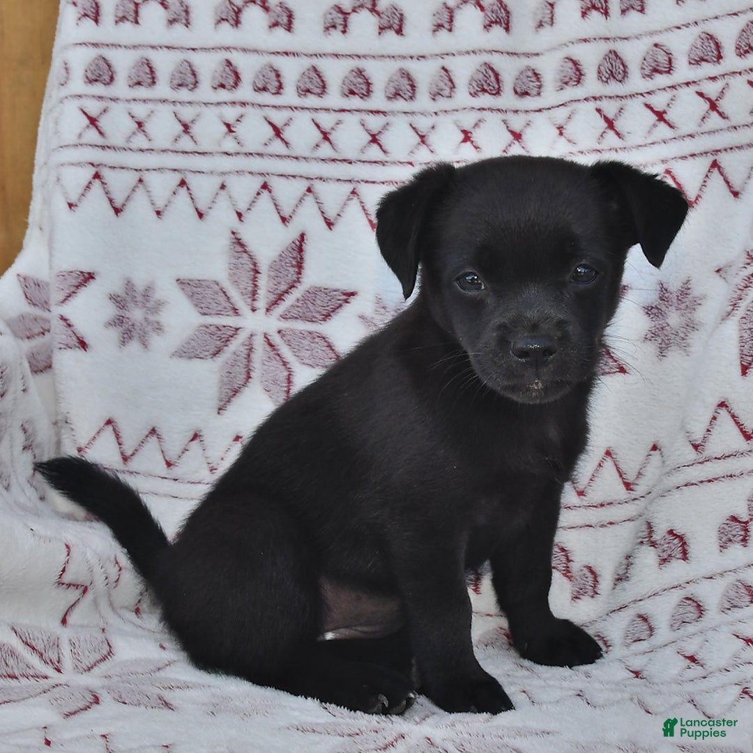 Welsh Corgi Pembroke dogs for sale: Minnie - Image 2