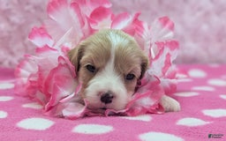 Cockapoo dogs for sale: Betsy - Image 4