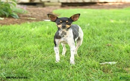Rat Terrier dogs for sale: Twinkles - Image 3