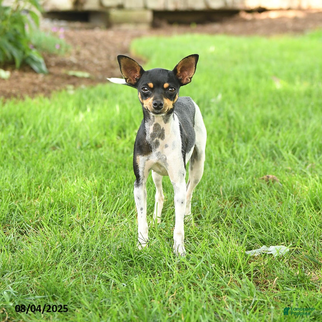 Rat Terrier dogs for sale: Twinkles - Image 3