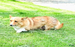 Welsh Corgi Pembroke dogs for sale: Tiffany - Image 8