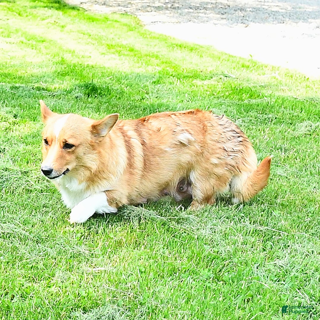Welsh Corgi Pembroke dogs for sale: Tiffany - Image 8