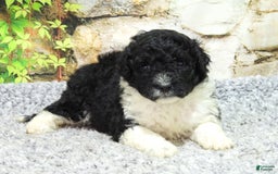 Portuguese Water Dog dogs for sale: Dahlia - Image 5