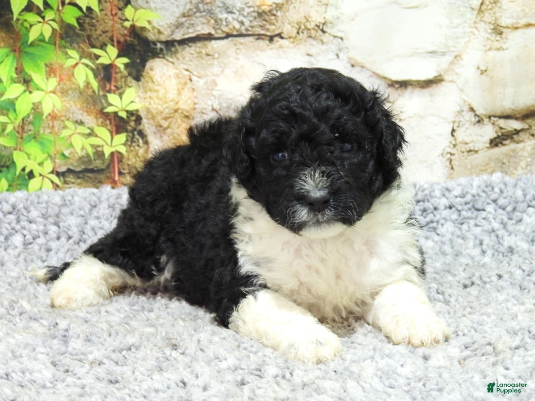 Portuguese Water Dog dogs for sale: Dahlia - Image 5