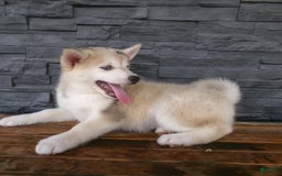 Pomsky dogs for sale: Silas - Image 22
