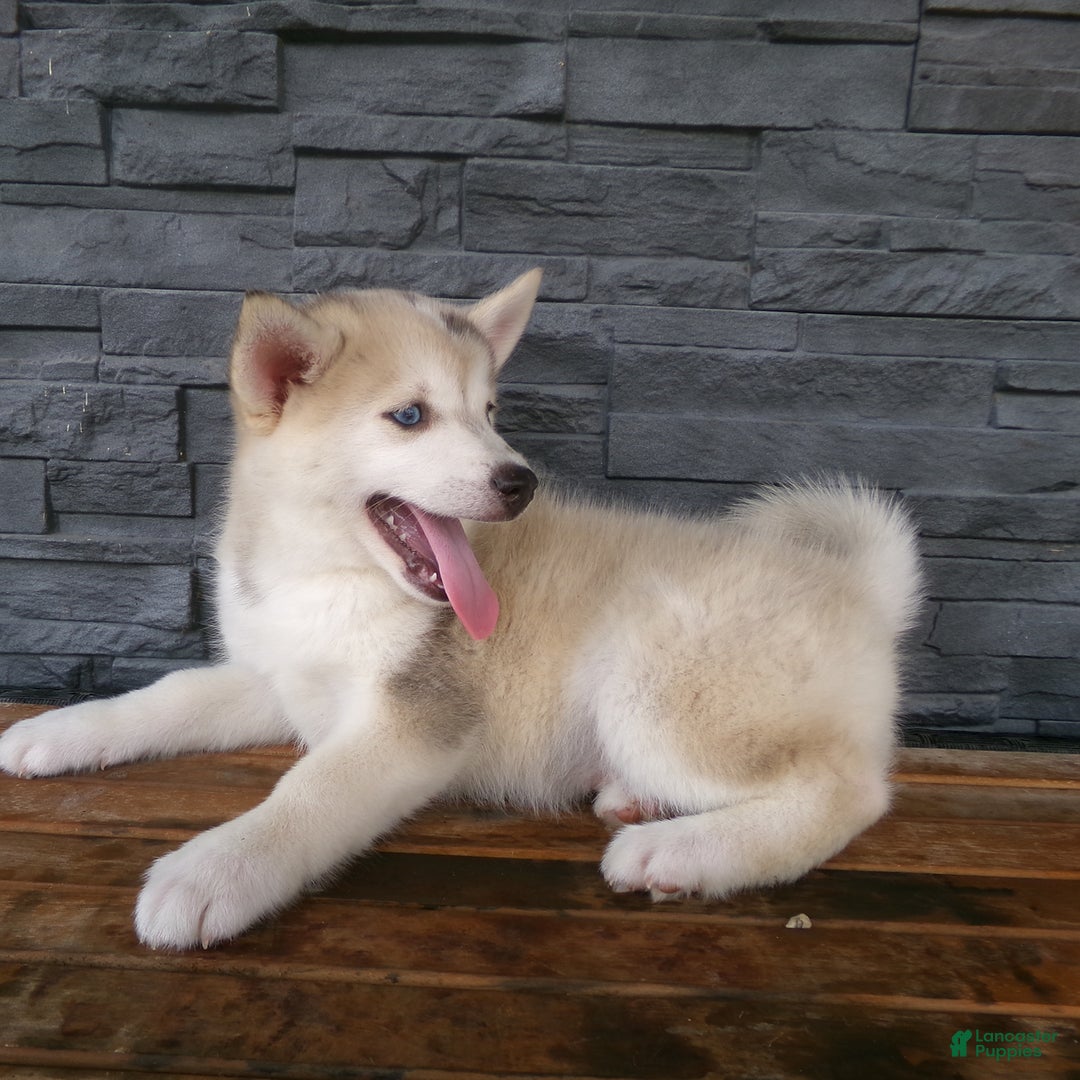 Pomsky dogs for sale: Silas - Image 22