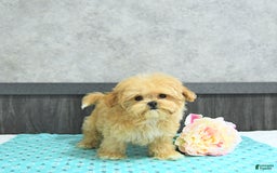Maltipoo dogs for sale: Bella Extra Small - Image 5
