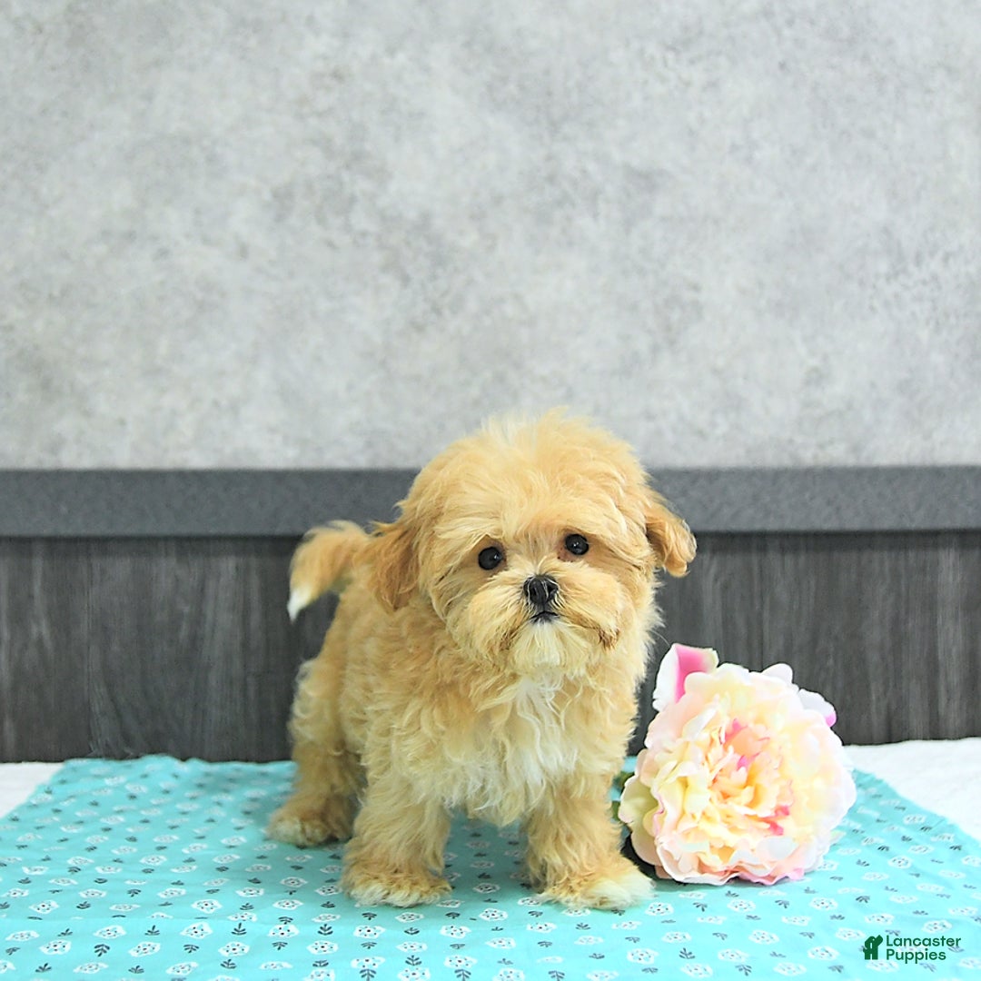 Maltipoo dogs for sale: Bella Extra Small - Image 5