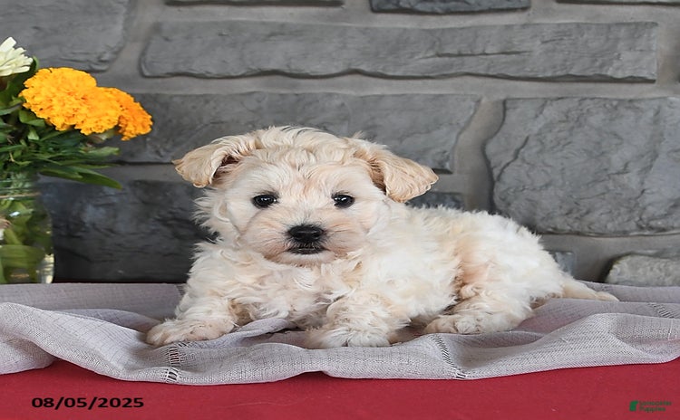 Maltipoo dogs for sale - Ad 1
