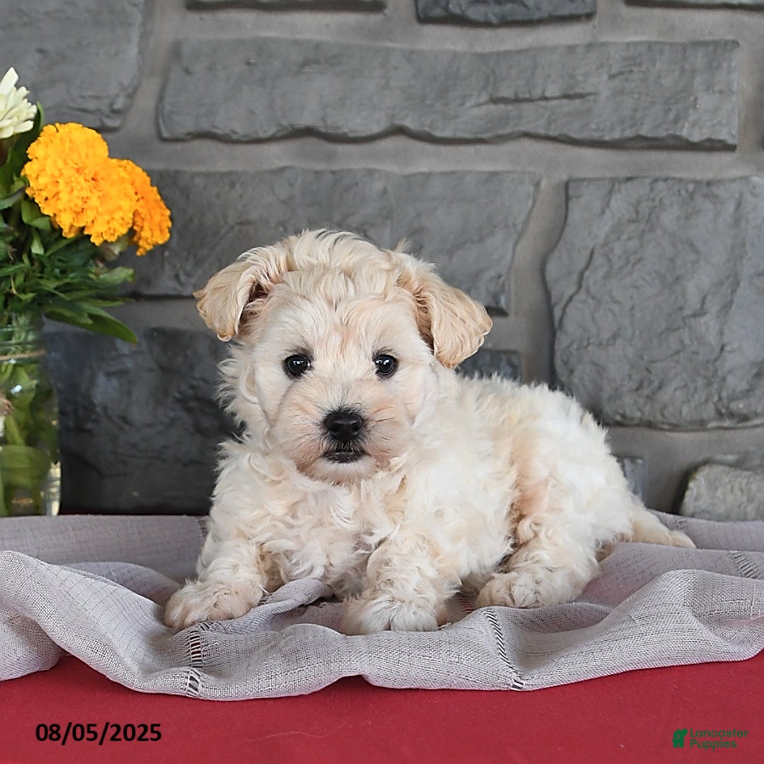 Maltipoo dogs for sale: Bingo - Image 1