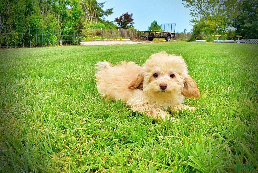 Havapoo dogs for sale: Twinkie - Image 4