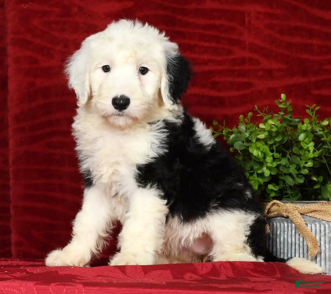 Sheepadoodle dogs for sale: Daisy - Image 5
