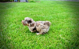 Havapoo dogs for sale: Darling - Image 8