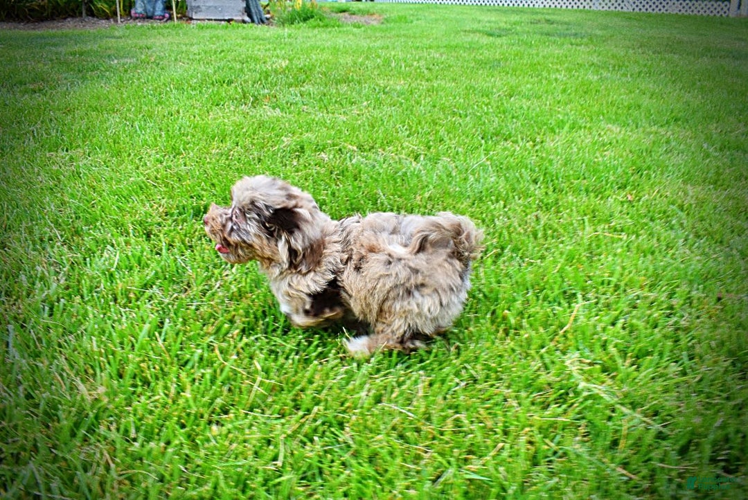 Havapoo dogs for sale: Darling - Image 8