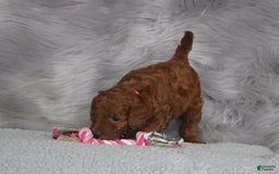 Mini Goldendoodle dogs for sale: Cinnamon - Image 7