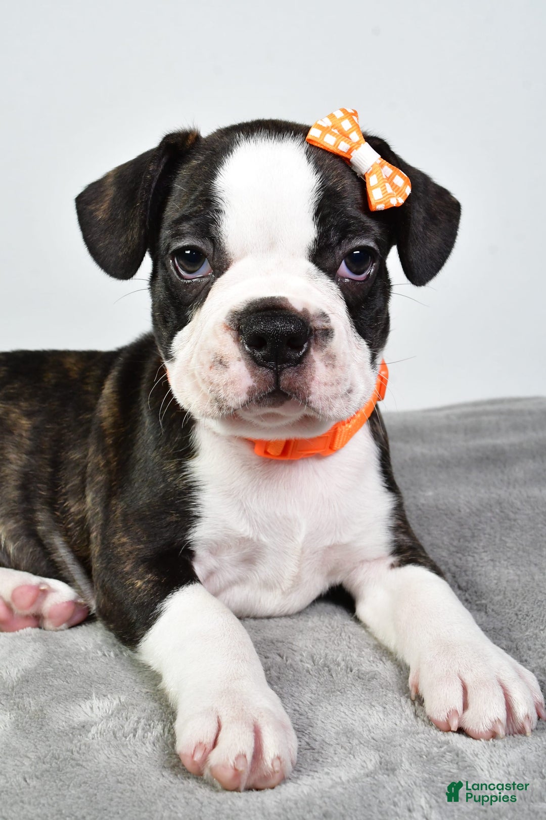 Frenchton dogs for sale: Franklin - Image 5