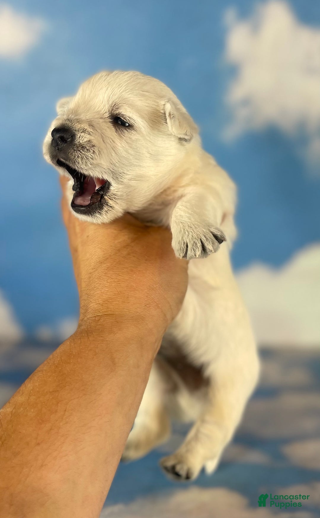 West Highland Terrier dogs for sale: Akc DNA clear Casper - Image 6