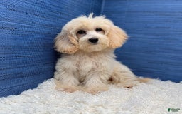 Maltipoo dogs for sale: Rebecca - Image 4