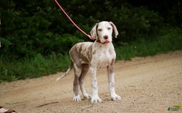 Great Dane dogs for sale: Jovie - Image 15