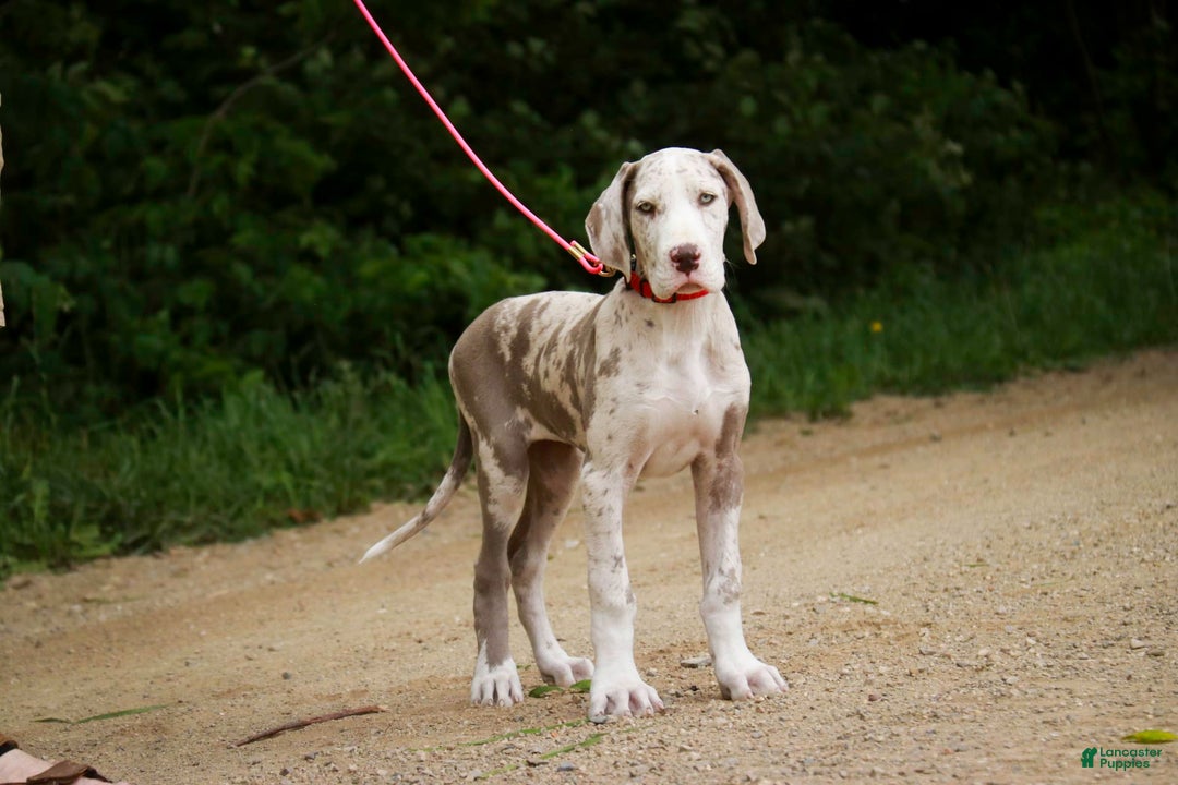 Great Dane dogs for sale: Jovie - Image 15