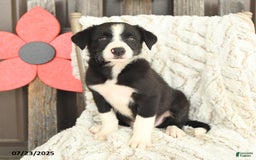Border Collie dogs for sale: Nellie - Image 5