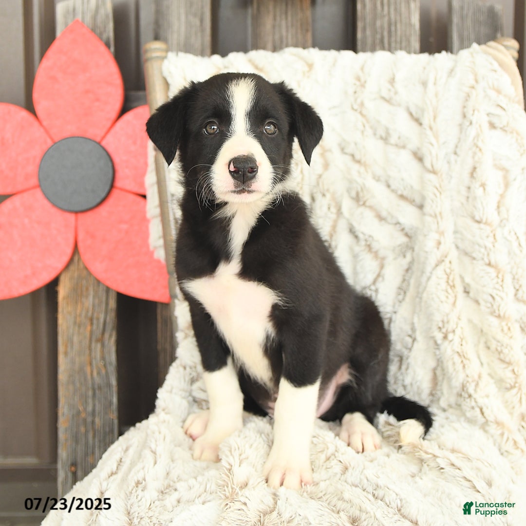 Border Collie dogs for sale: Nellie - Image 5