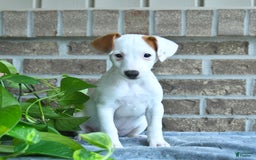 Jack Russell Terrier dogs for sale: Reese - Image 2