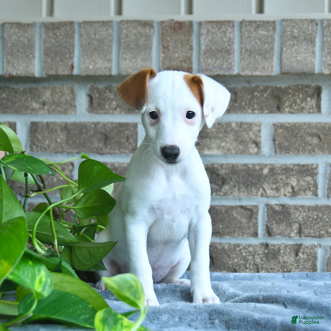 Jack Russell Terrier dogs for sale: Reese - Image 2