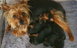 Yorkshire Terrier dogs for sale: Tom - Image 2