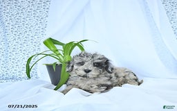 Mini Goldendoodle dogs for sale: Kash - Image 2