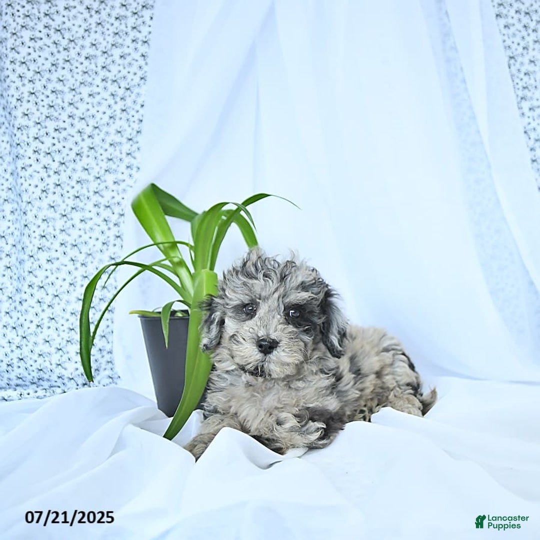 Mini Goldendoodle dogs for sale: Kash - Image 2