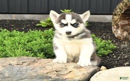 Siberian Husky dogs for sale: Taffy - Image 1