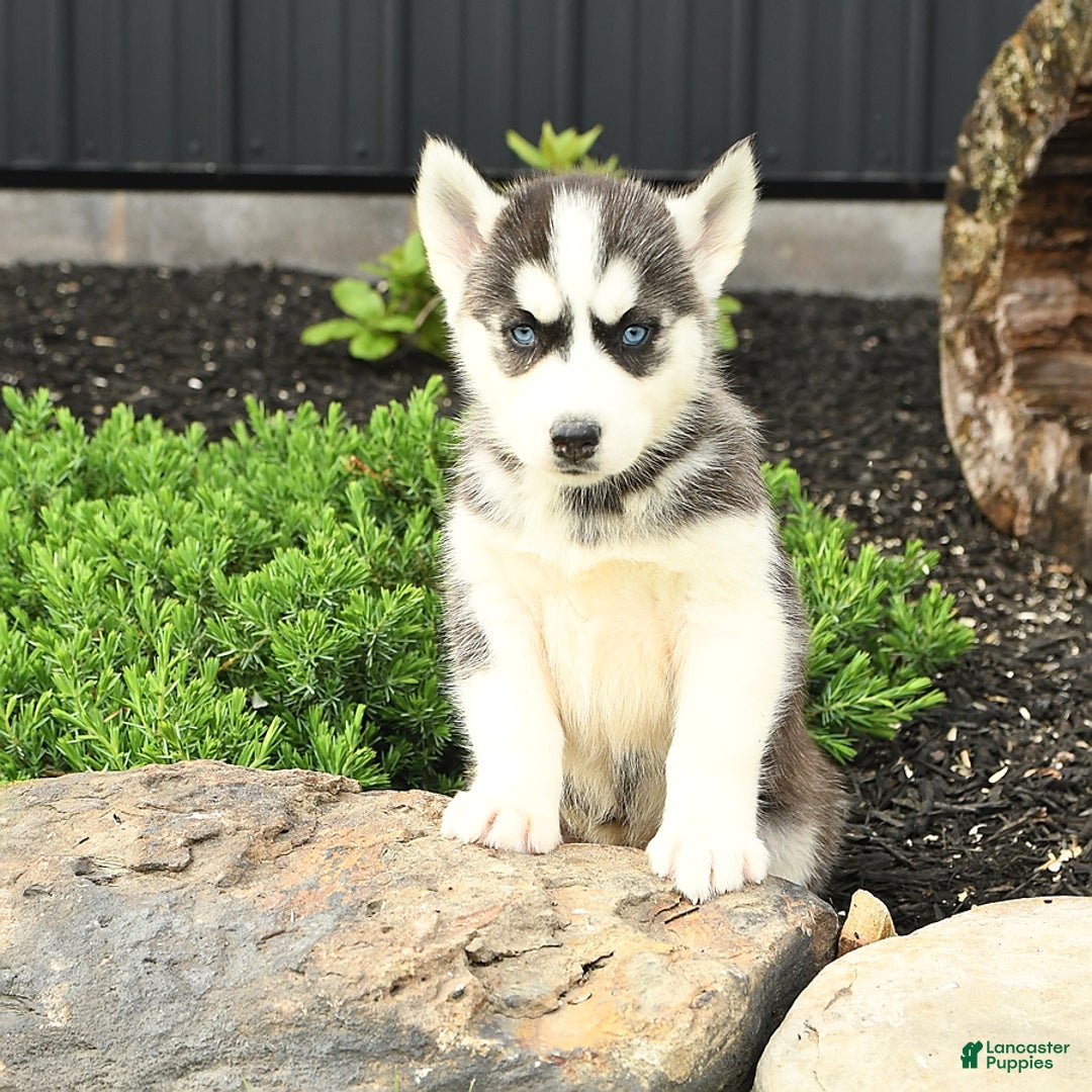 Siberian Husky dogs for sale: Taffy - Image 1