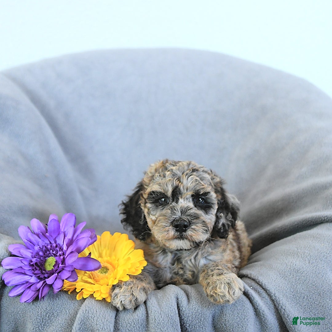 Mini Goldendoodle dogs for sale: Liam Rare Color - Image 4