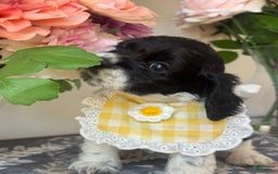 Cocker Spaniel dogs for sale: Lola - Image 1
