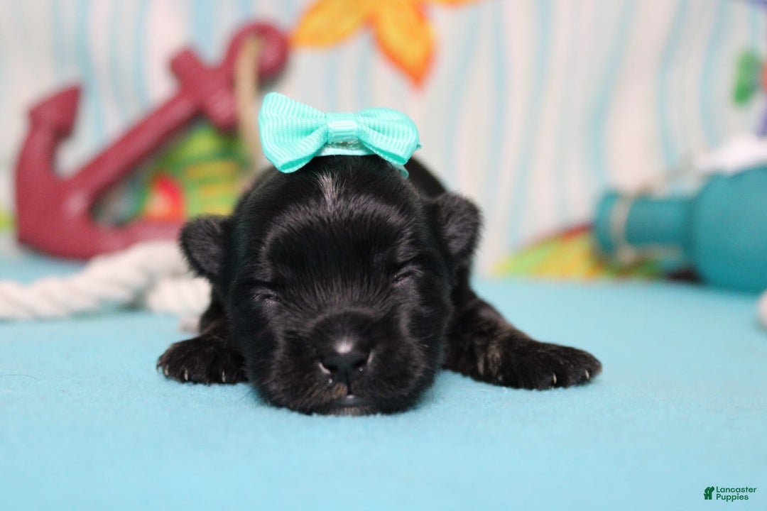Morkie dogs for sale: Expresso - Image 3