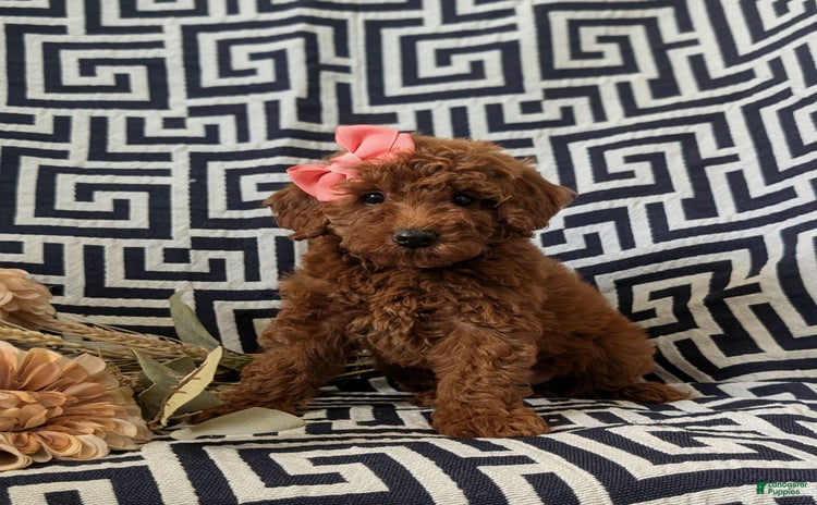Mini Goldendoodle dogs for sale - Ad 5