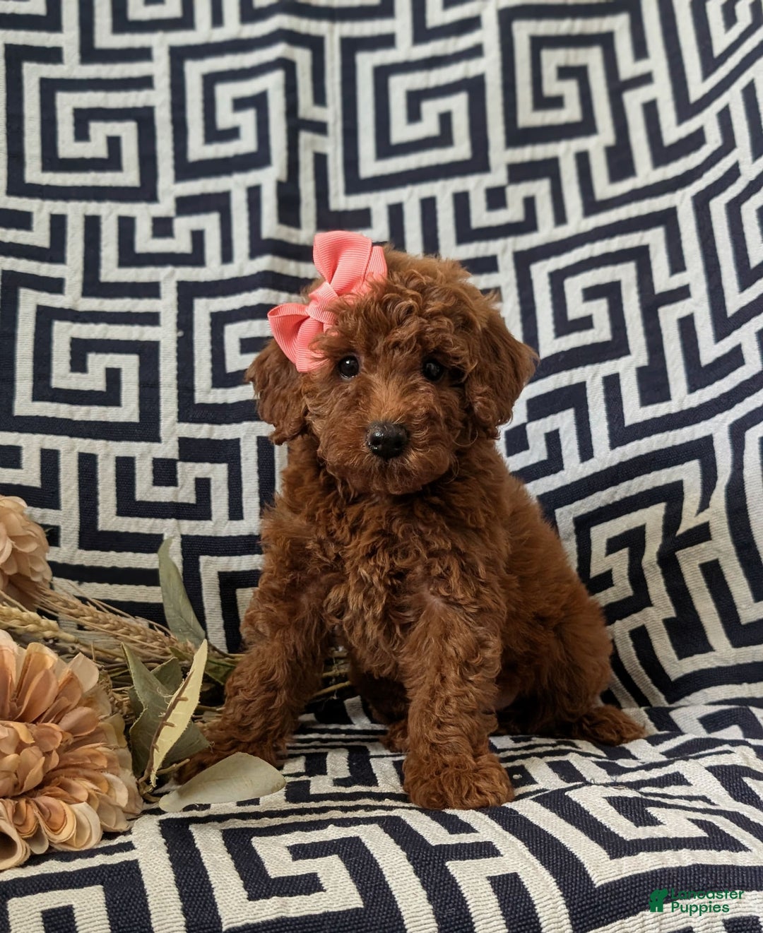 Mini Goldendoodle dogs for sale: Juliet Genetic Testing - Image 1