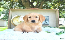 Golden Retriever dogs for sale: Ava - Image 11