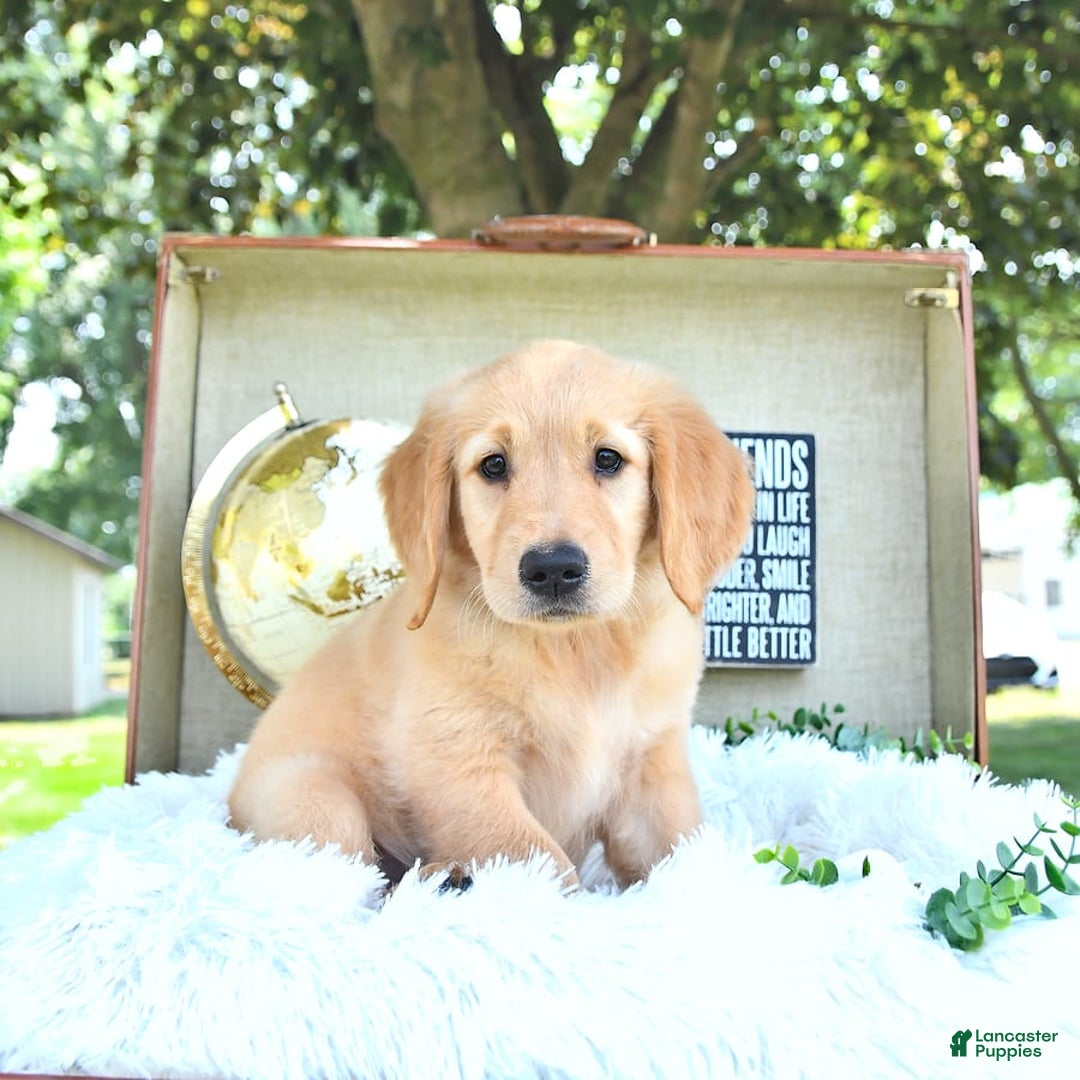 Golden Retriever dogs for sale: Ava - Image 11