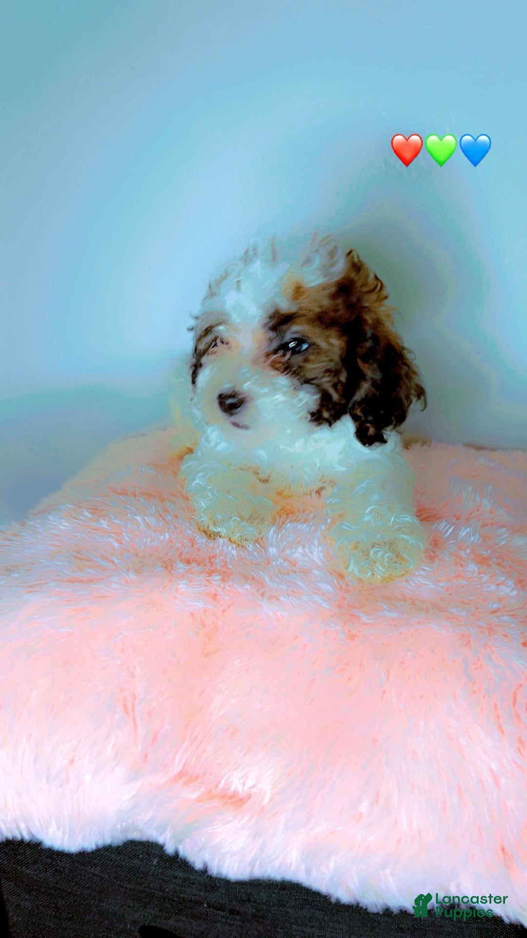 Miniature Poodle dogs for sale: Usher - Image 4