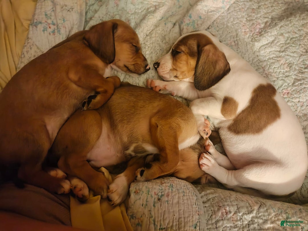 Beagle dogs for sale: Socks - Image 1