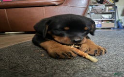 Rottweiler dogs for sale: Nala - Image 1