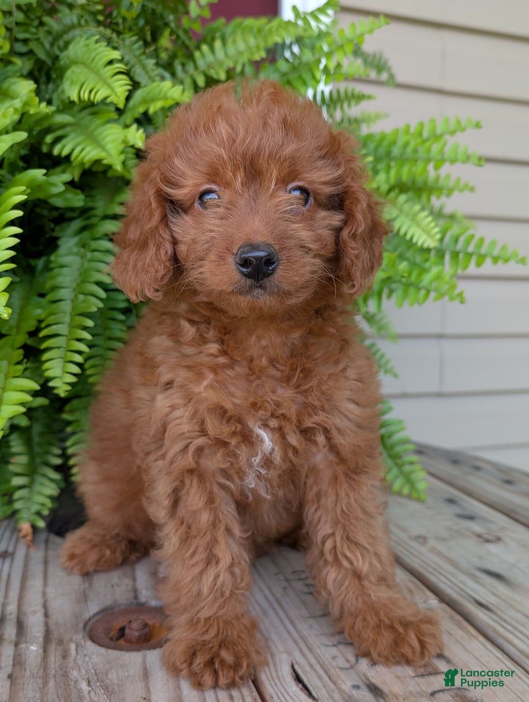 Mini Goldendoodle dogs for sale: Mini -lilly - Image 29