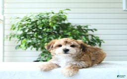Yochon dogs for sale: Calvin - Image 5